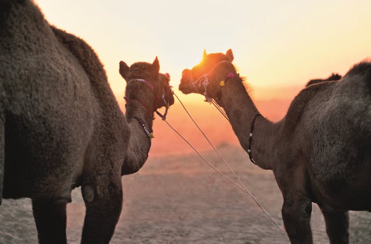 Impressionn zu AIDA Winter 2024/25 - AIDAprima - Orient mit Oman ab Abu Dhabi