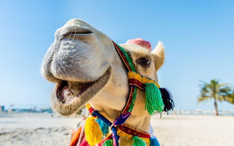 Ein Kamel in Hurghada