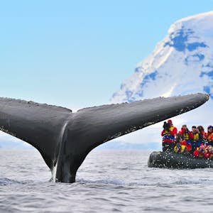 Paradies Bucht Antarktis