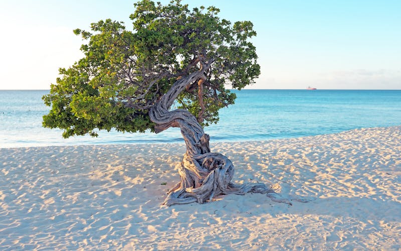Divi Divi Baum auf Aruba