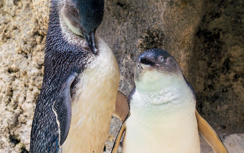 Pinguin mit Nachwuchs