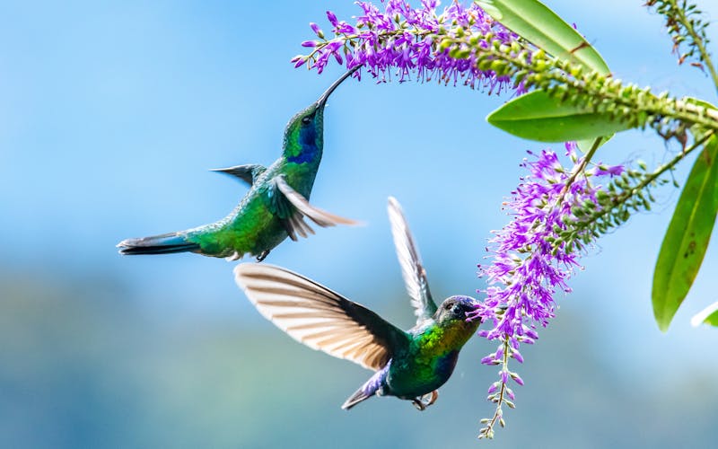 Zwei blaue Kolibris in Costa Rica