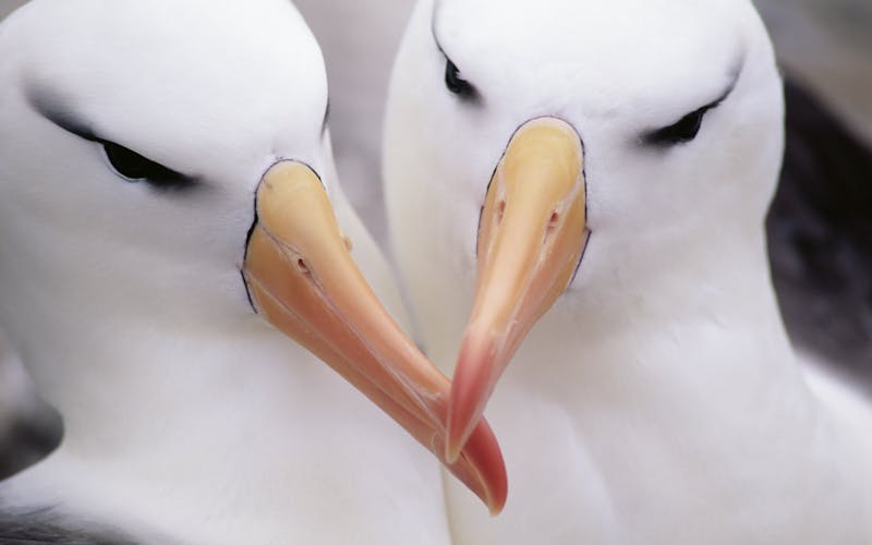 Albatrosse auf den Falkland Inseln