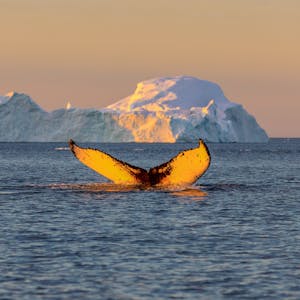 Wal Diskobucht Grönland