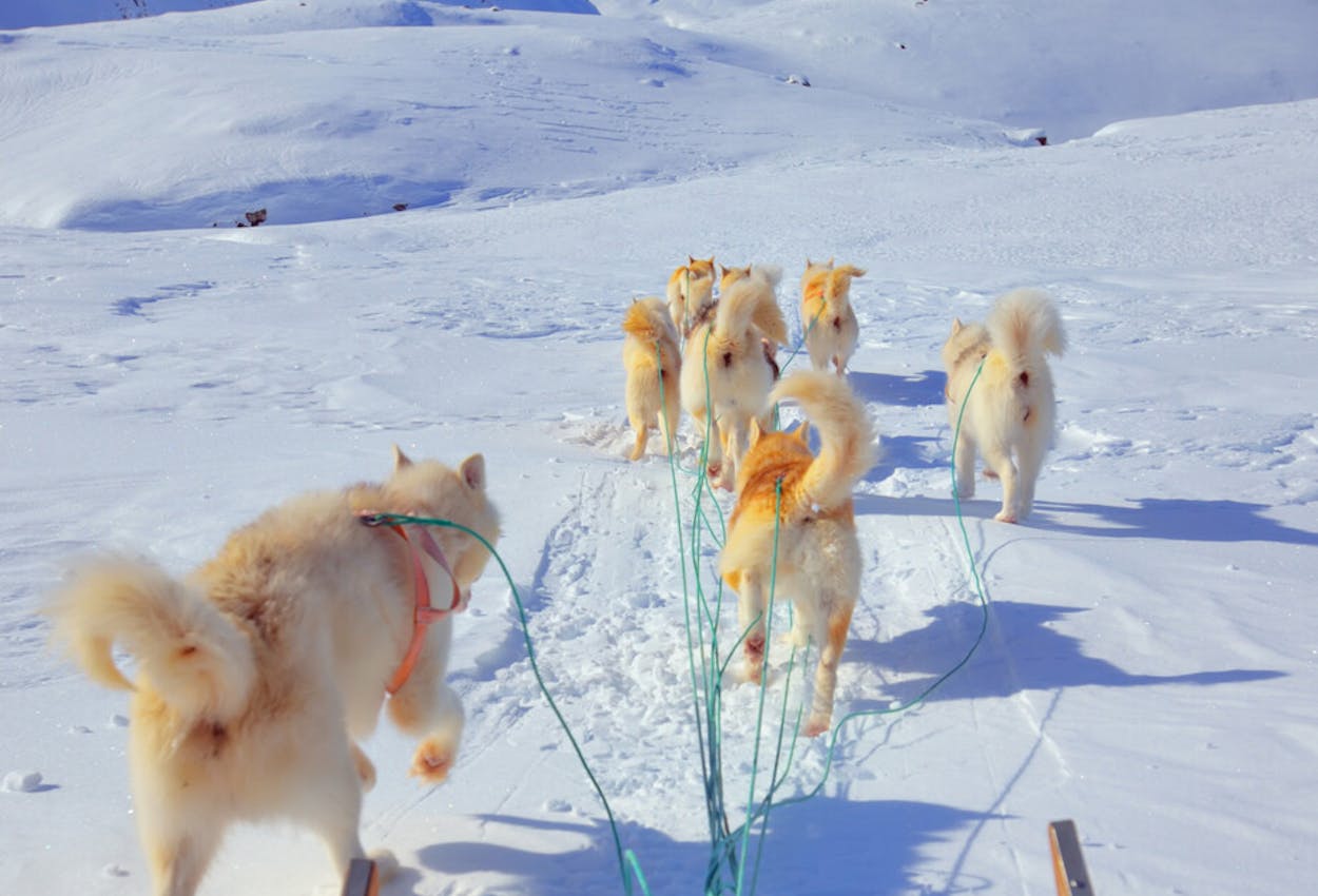 shutterstock 153428966 dog sledging in spring time in greenland mady70-4016x4061-922x932