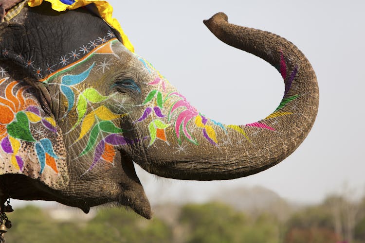 Elefant Jaipur Indien 