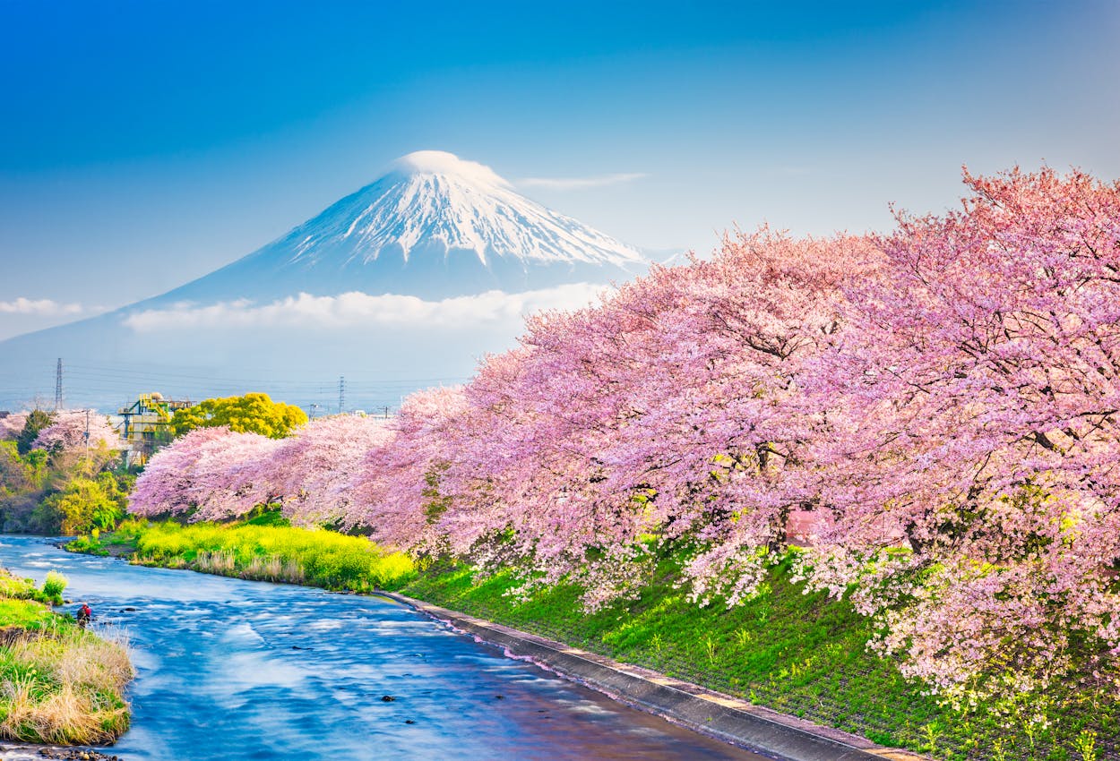 Mount Fuji Kirschblüte Japan