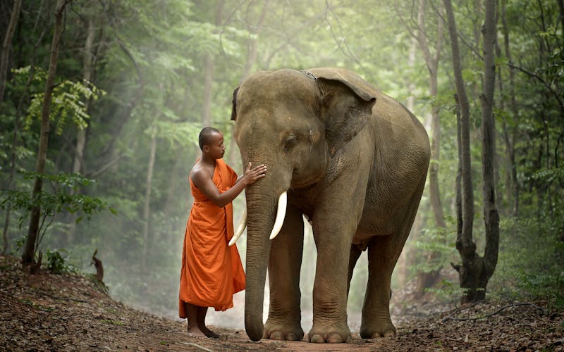 Ein Buddhistischer Mönch mit einem Elefanten in Laos
