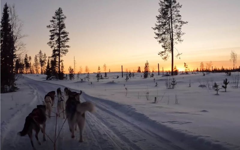 Hundeschlittenfahrt in Schwedisch Lappland