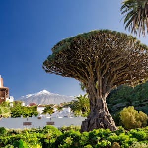 Funchal Madeira Botanischer Garten 