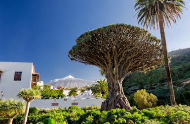 Drachenbaum und Teide auf Teneriffa