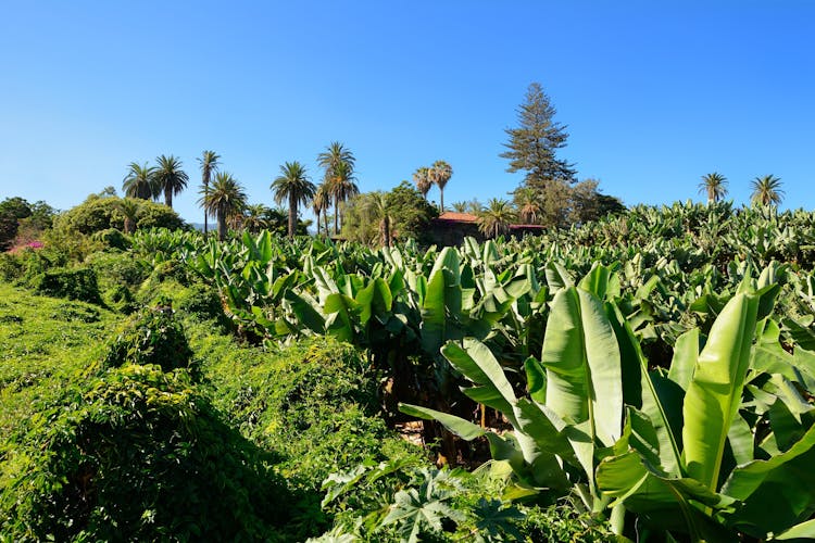 Bananenplantage Teneriffa Kanaren