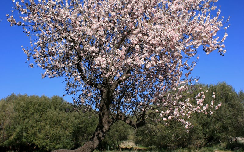 Mandelbaum in voller Blüte