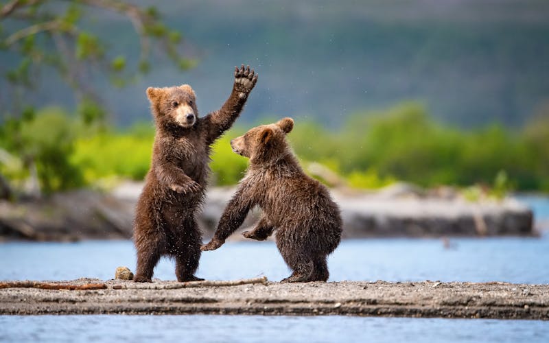 Zwei junge Braunbären spielen am Wasserlauf