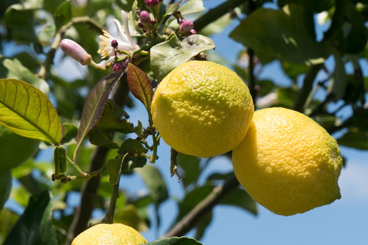  zypriotische Zitronen Zypern
