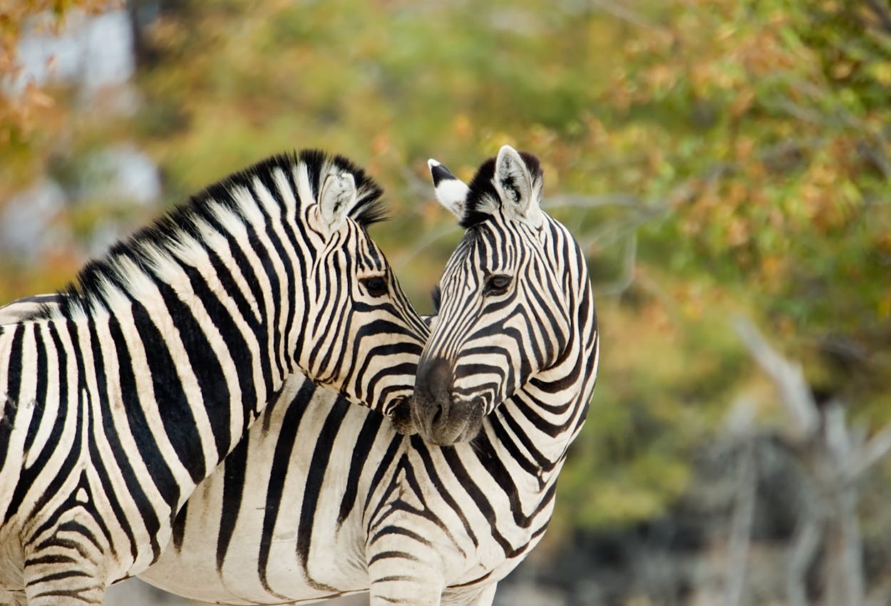 2 Zebras, Afrika