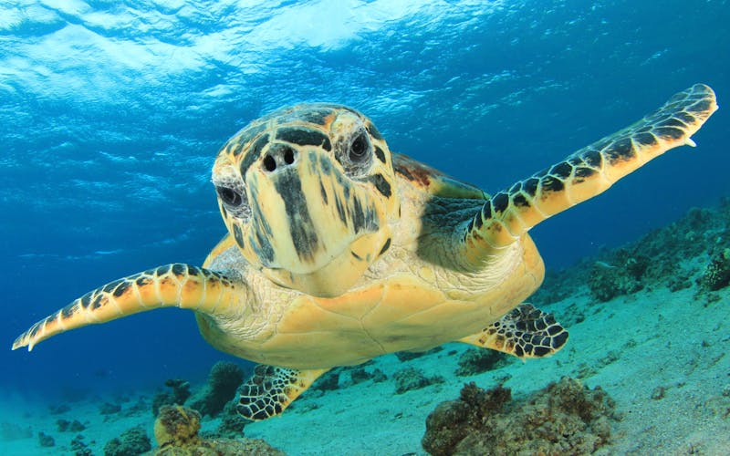 schwimmende Schildkröte 