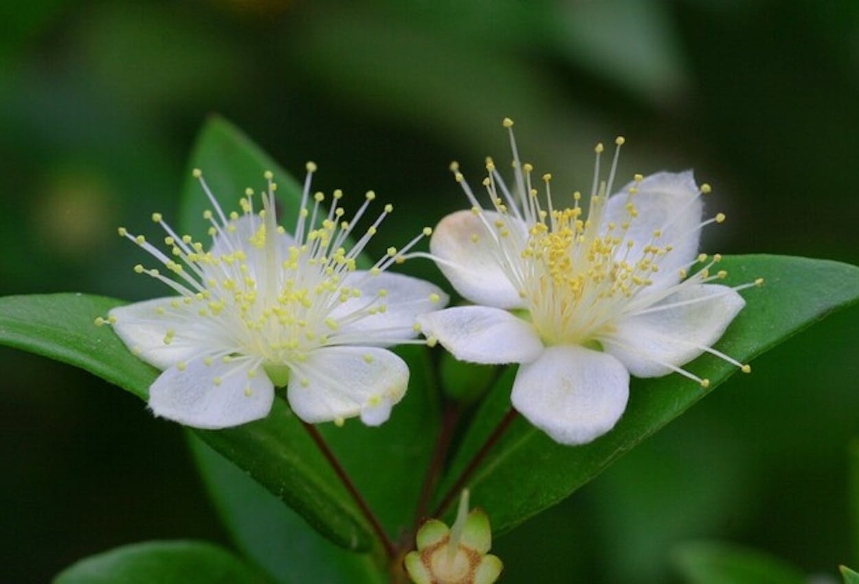 Weiße Myrte, Blume