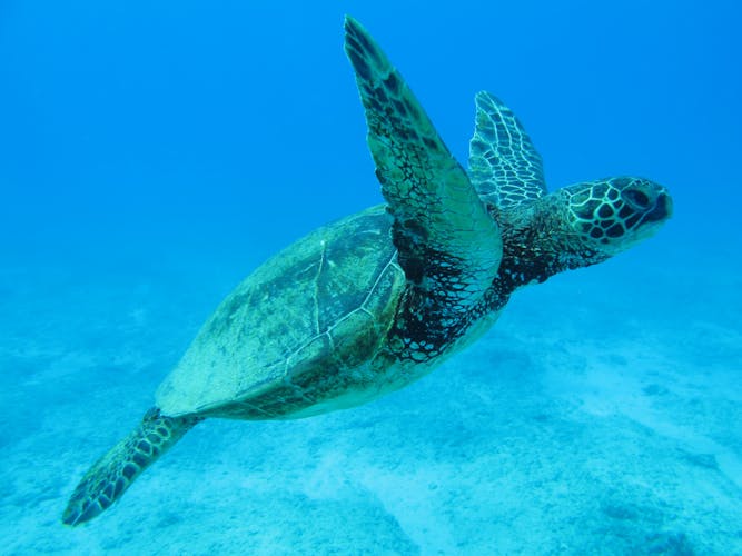 Hawaii Schildkröte