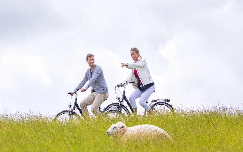 Radfahren am Deich mit Schaf