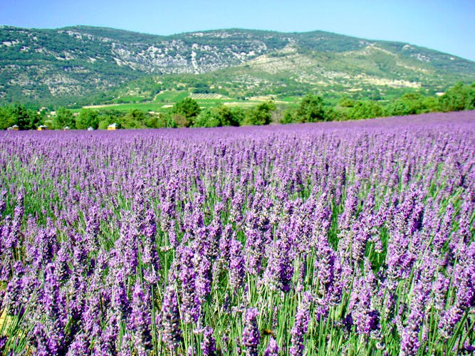 Rhône Provence Lavendelfeld 02