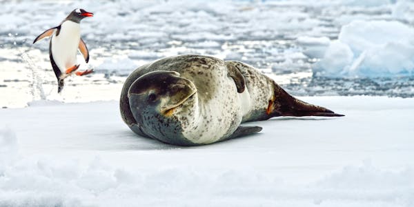 Q:\Destinationen\Antarktis\Leopard Seal AdobeStock_94501579©fotodeandre_MIO.jpeg