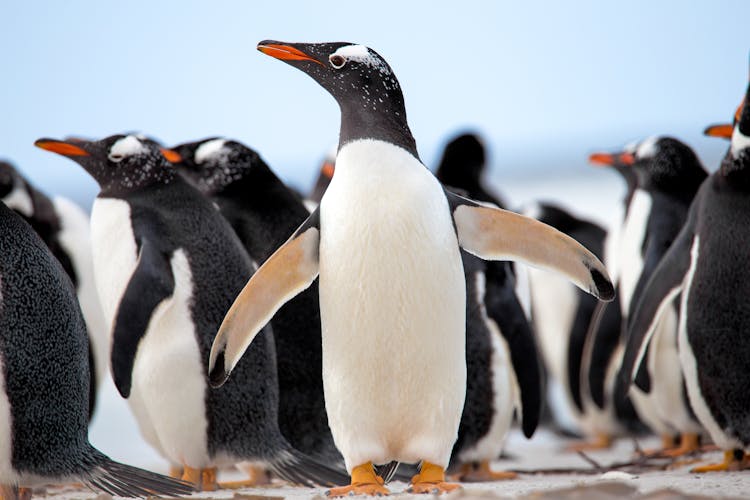 Q:\Destinationen\Antarktis\Pinguine\Eselspinguin_AdobeStock_89958800 ©  fieldwork_mio.jpeg
