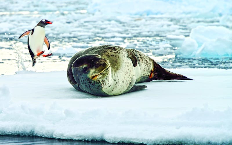 Q:\Destinationen\Antarktis\Leopard Seal AdobeStock_94501579©fotodeandre_MIO_pso.tif