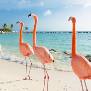 Aruba Karibik Flamingos