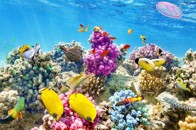 Q:\Destinationen\Australien\Great Barrier Reef\Great Barrier Reef_AdobeStock_81225409_©BRIAN_KINNEY_abo.jpeg