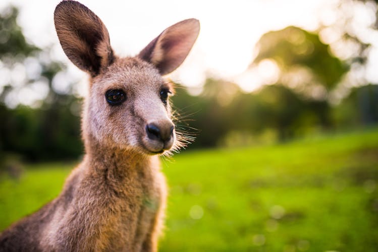 Känguru Australien