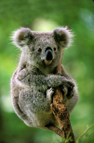 Koala Australien 