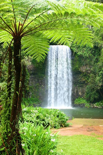Cairns Millaa Falls Australien