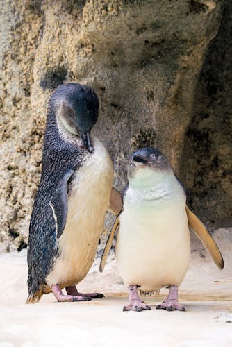 Pinguin mit Nachwuchs