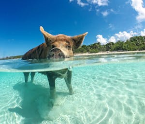 Wasserschwein auf den Bahamas