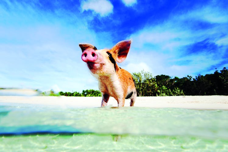Wasserschwein auf den Bahamas