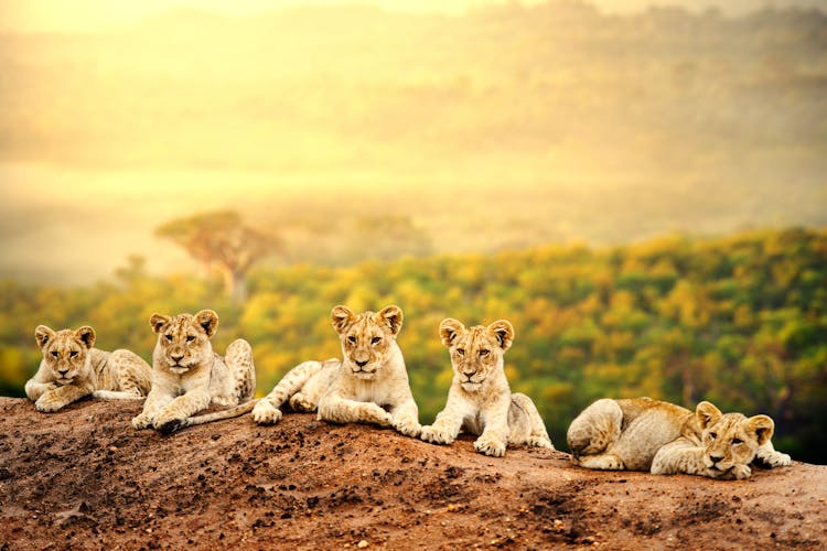 Afrika Löwen Safari