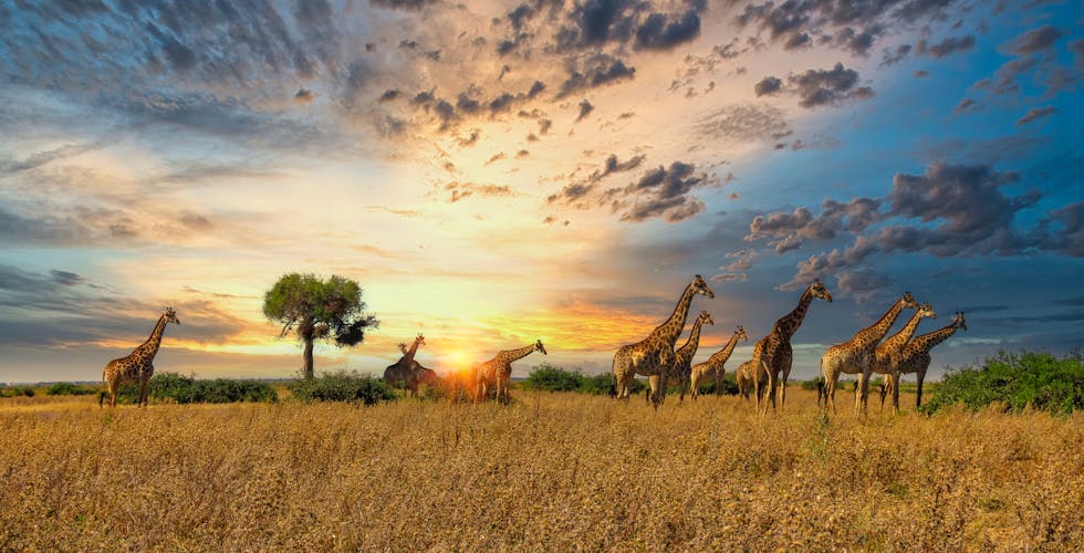 Giraffen im Sonnenuntergang