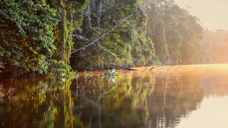 Amazonas am Morgen