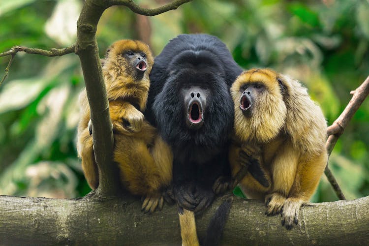 Drei Affen sitzen brüllend auf Baum