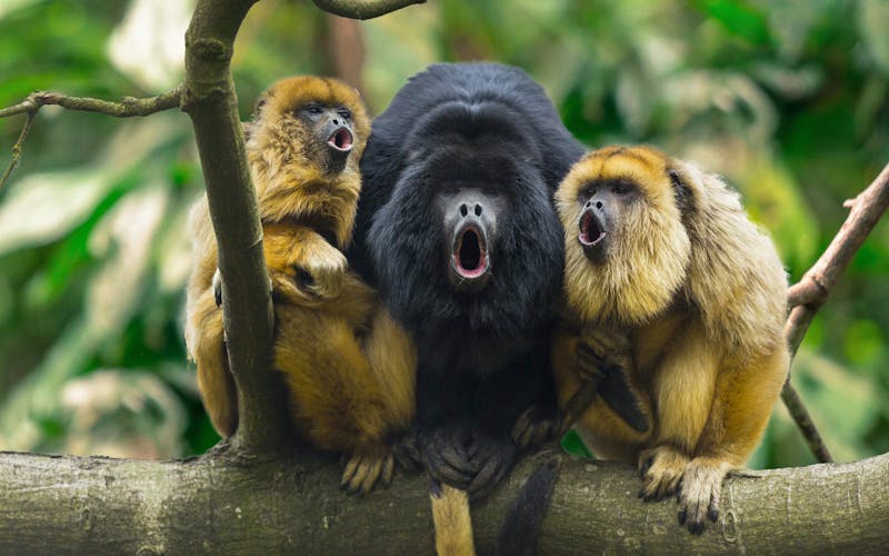 Drei Affen sitzen brüllend auf Baum