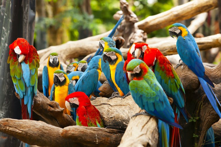 Papageiengruppe sitzt auf Baumästen