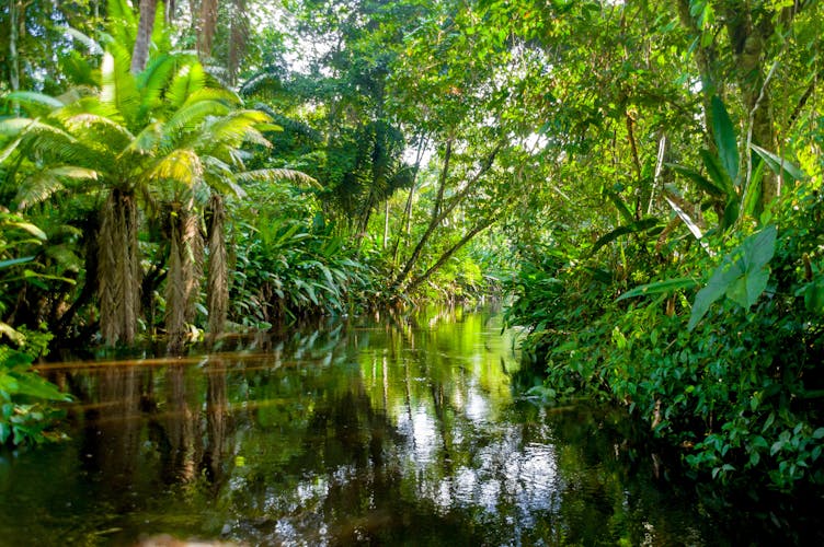 Im Dschungel des Amazonas in Brasilien