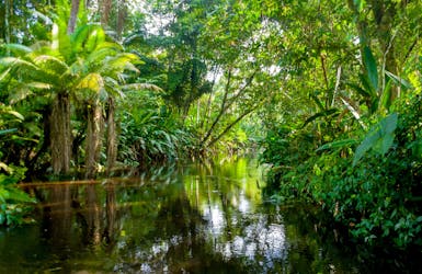 Im Dschungel des Amazonas in Brasilien