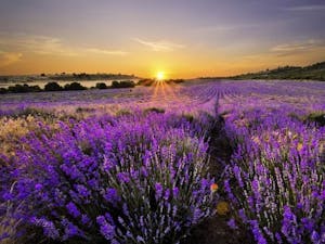 Lavendelwiesen Bulgarien