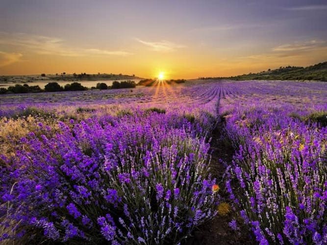 Sonnenuntergang über einer Lavendelwiese in Bulgarien 