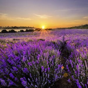 Lavendelwiesen Bulgarien