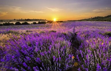 bulgarien – zur lavendelblüte ans schwarze meer