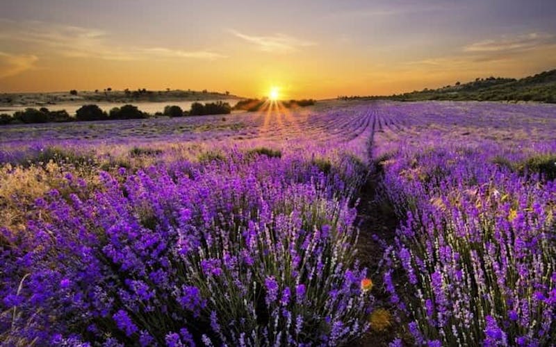 Sonnenuntergang über einer Lavendelwiese in Bulgarien 
