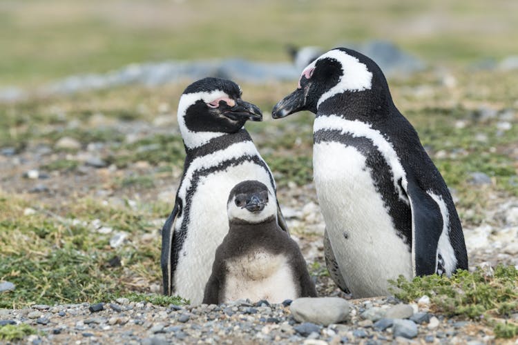 Magellan-Pinguine Chile